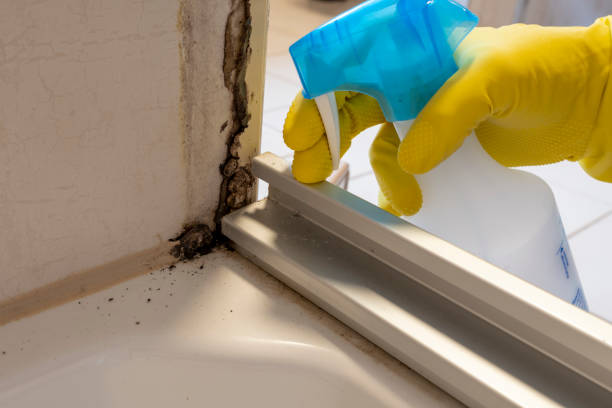 Best Certified Mold Removal  in Castle Pines, CO