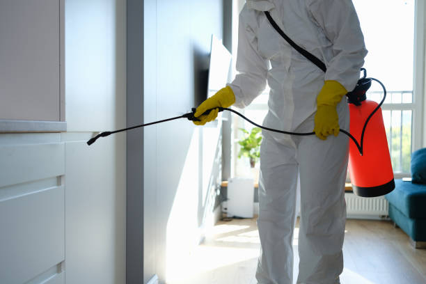 Attic Mold Removal in Castle Pines, CO