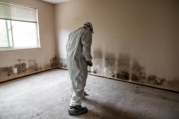 Best Toxic Mold Removal  in Castle Pines, CO