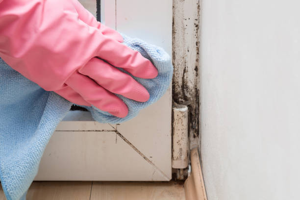 Best Mold Removal Company Near Me  in Castle Pines, CO